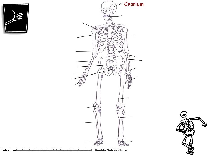 Cranium Picture from http: //www. buzzle. com/articles/labeled-human-skeleton-diagram. html 