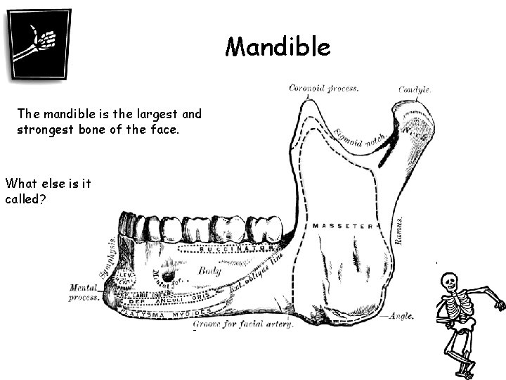 Mandible The mandible is the largest and strongest bone of the face. ? What