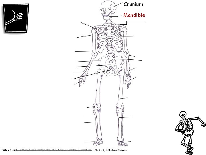 Cranium Mandible Picture from http: //www. buzzle. com/articles/labeled-human-skeleton-diagram. html 