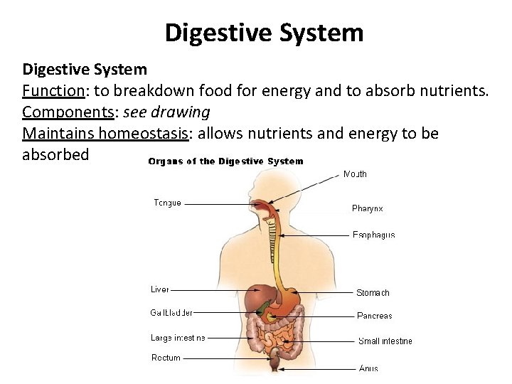 Digestive System Function: to breakdown food for energy and to absorb nutrients. Components: see