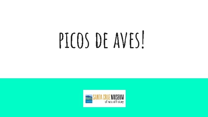 picos de aves! 