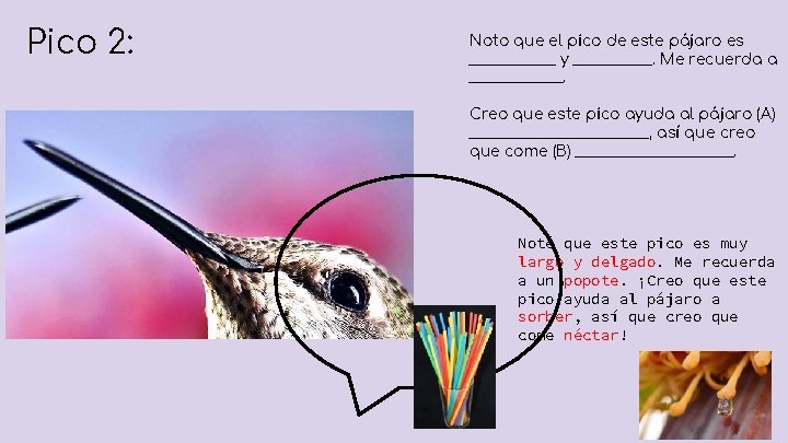 Pico 2: Noto que el pico de este pájaro es ______ y ______. Me