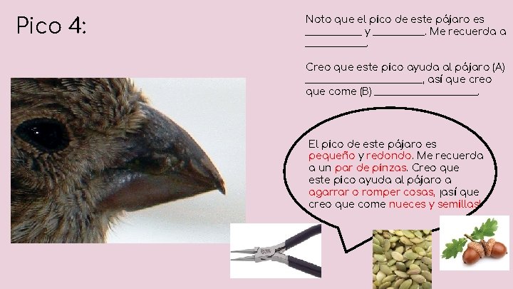 Pico 4: Noto que el pico de este pájaro es ______ y ______. Me