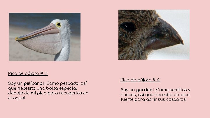 Pico de pájaro # 3: Soy un pelícano ! ¡Como pescado, así que necesito