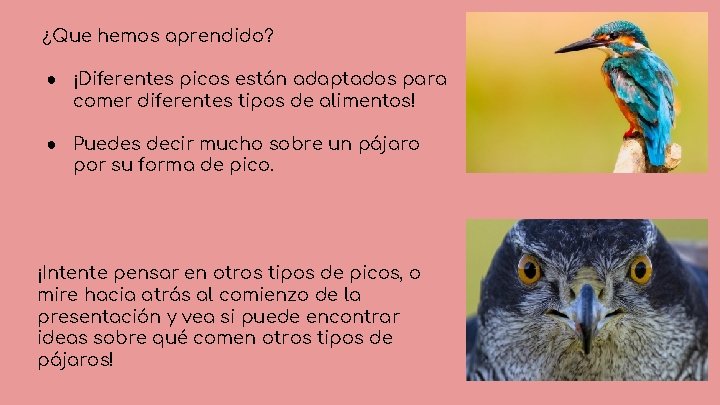 ¿Que hemos aprendido? ● ¡Diferentes picos están adaptados para comer diferentes tipos de alimentos!