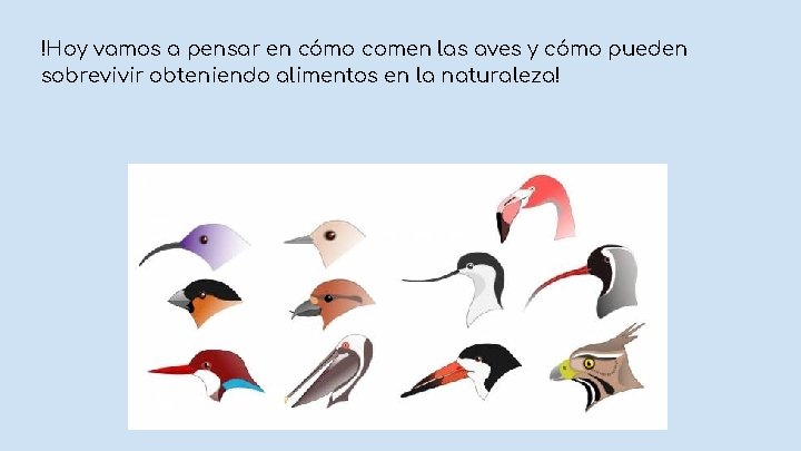 !Hoy vamos a pensar en cómo comen las aves y cómo pueden sobrevivir obteniendo