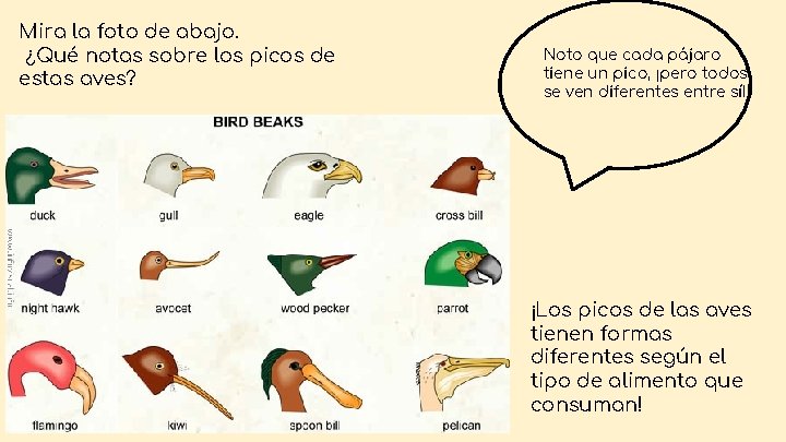 Mira la foto de abajo. ¿Qué notas sobre los picos de estas aves? Noto