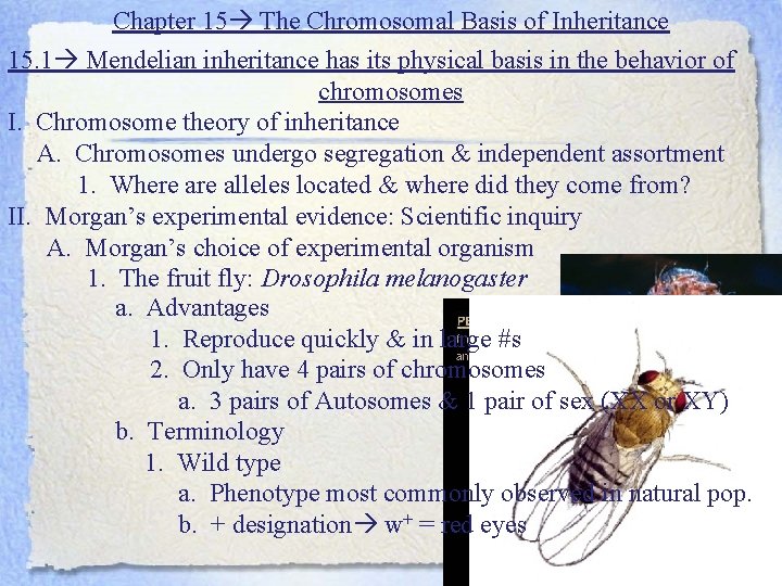 Chapter 15 The Chromosomal Basis of Inheritance 15. 1 Mendelian inheritance has its physical