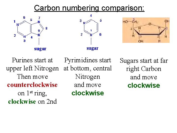 Carbon numbering comparison: Purines start at Pyrimidines start upper left Nitrogen at bottom, central