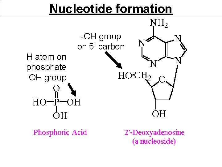 Nucleotide formation -OH group on 5’ carbon H atom on phosphate OH group 