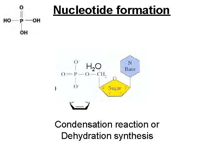 Nucleotide formation H 2 O Condensation reaction or Dehydration synthesis 