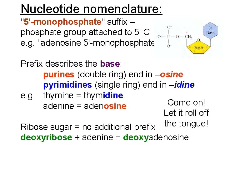 Nucleotide nomenclature: "5'-monophosphate" suffix – phosphate group attached to 5’ C e. g. "adenosine