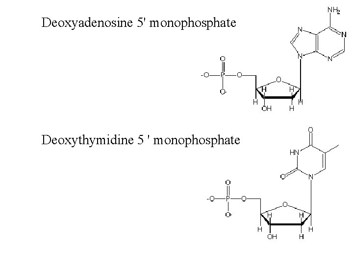 Deoxyadenosine 5' monophosphate Deoxythymidine 5 ' monophosphate 