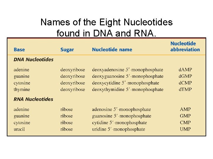 Names of the Eight Nucleotides found in DNA and RNA. 