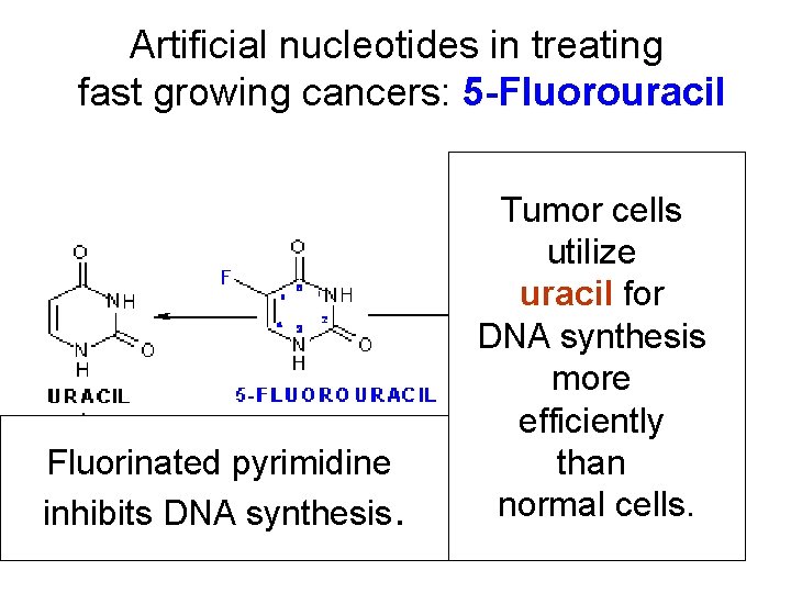 Artificial nucleotides in treating fast growing cancers: 5 -Fluorouracil Fluorinated pyrimidine inhibits DNA synthesis.