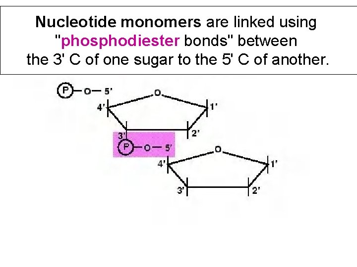 Nucleotide monomers are linked using "phosphodiester bonds" between the 3' C of one sugar