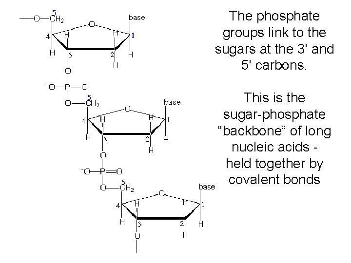 The phosphate groups link to the sugars at the 3' and 5' carbons. This