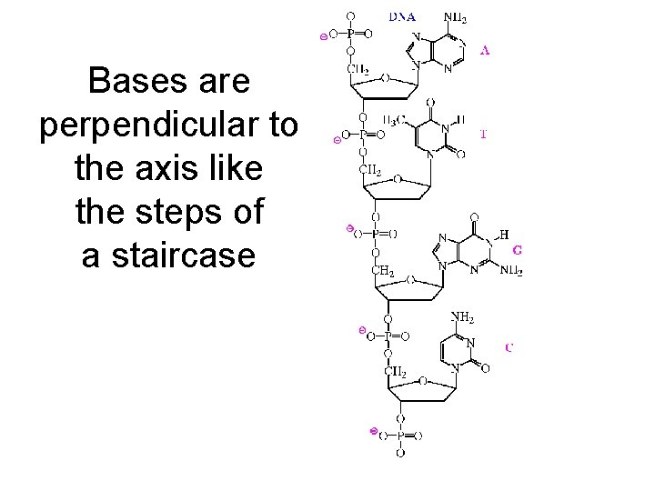 Bases are perpendicular to the axis like the steps of a staircase 