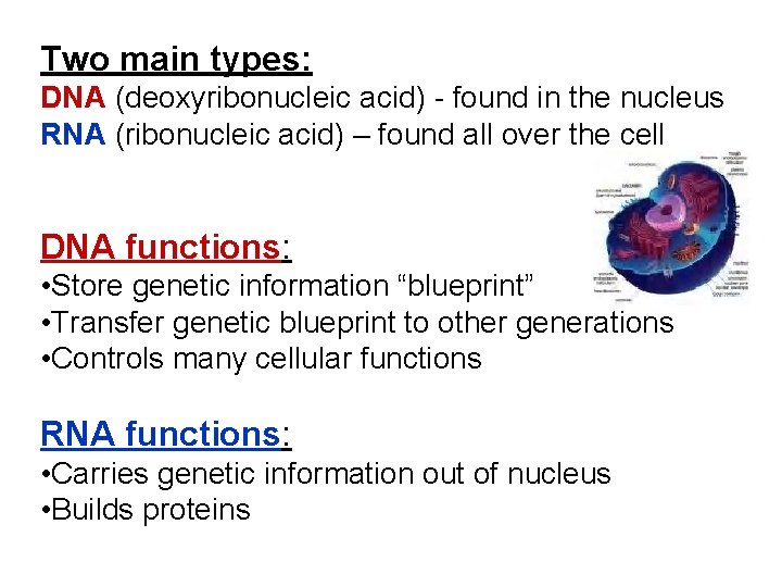 Two main types: DNA (deoxyribonucleic acid) - found in the nucleus RNA (ribonucleic acid)