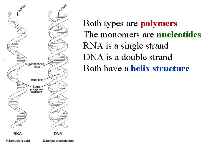 Both types are polymers The monomers are nucleotides RNA is a single strand DNA