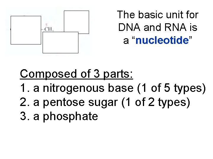 The basic unit for DNA and RNA is a “nucleotide” Composed of 3 parts: