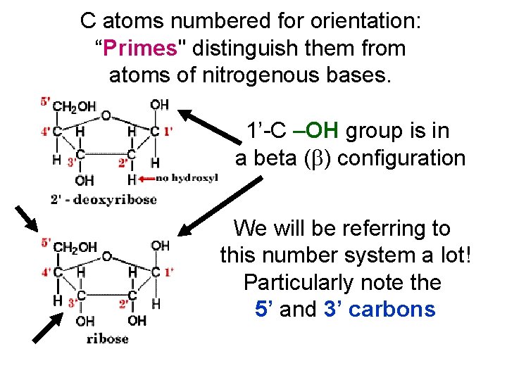 C atoms numbered for orientation: “Primes" distinguish them from atoms of nitrogenous bases. 1’-C