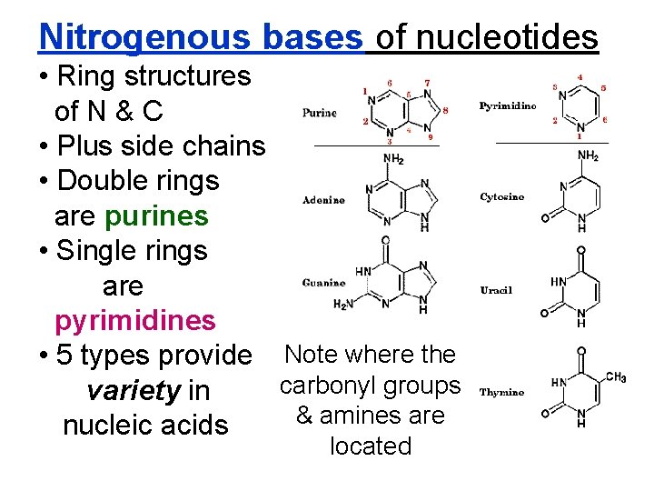 Nitrogenous bases of nucleotides • Ring structures of N & C • Plus side