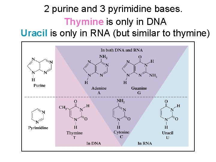 2 purine and 3 pyrimidine bases. Thymine is only in DNA Uracil is only