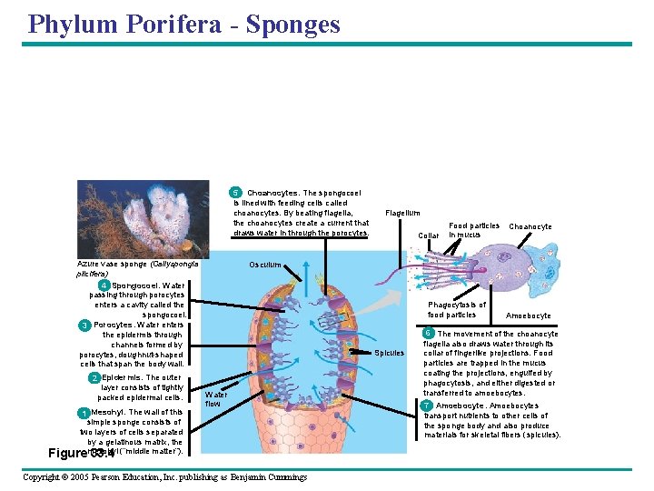 Chapter 33 Invertebrates Power Point Lectures for Biology