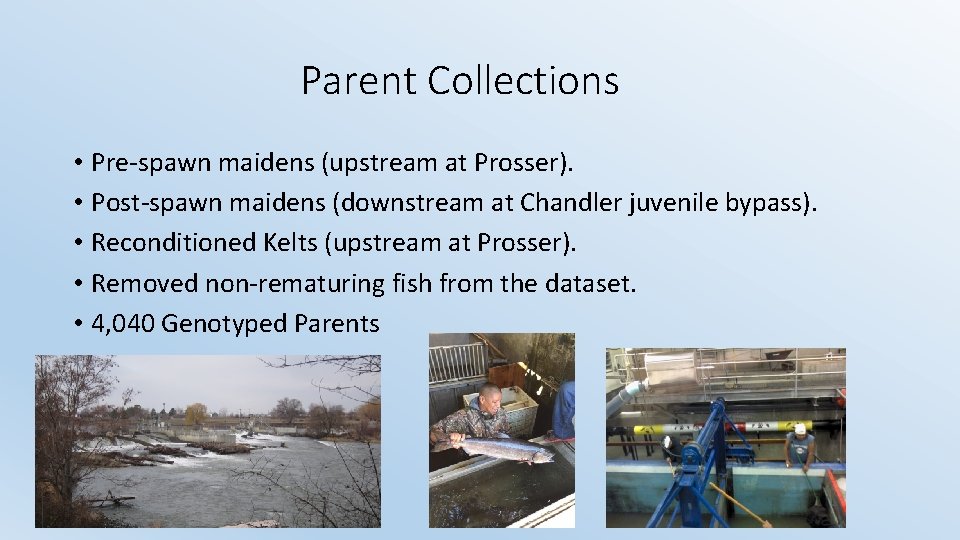 Parent Collections • Pre-spawn maidens (upstream at Prosser). • Post-spawn maidens (downstream at Chandler