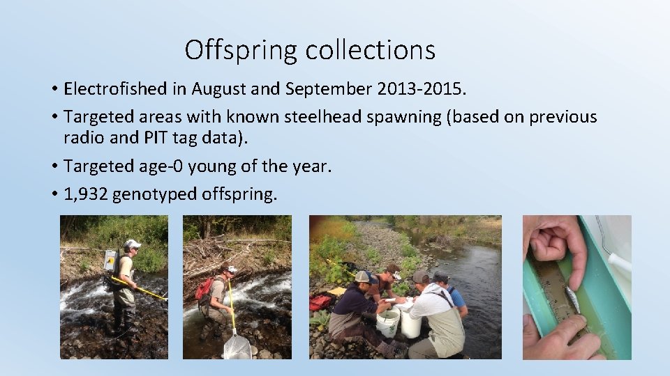 Offspring collections • Electrofished in August and September 2013 -2015. • Targeted areas with