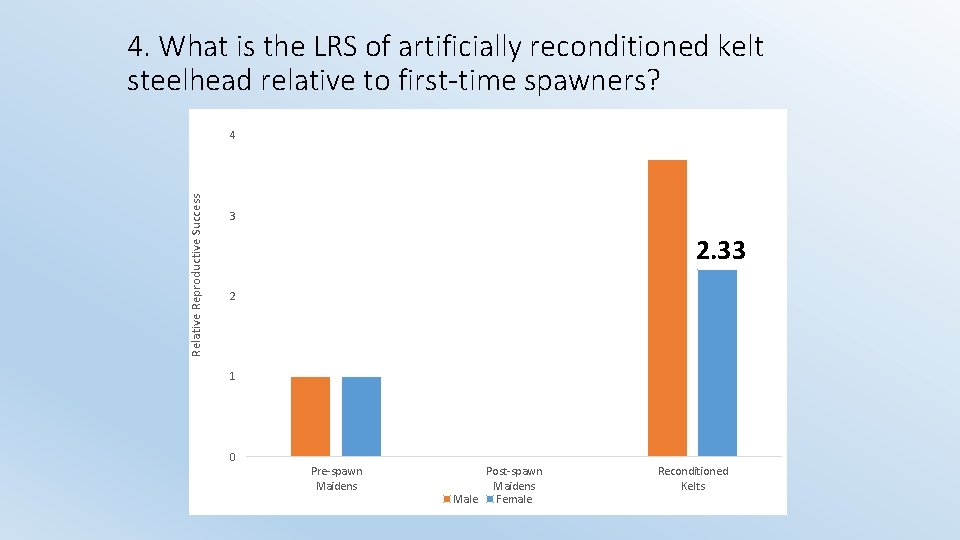 4. What is the LRS of artificially reconditioned kelt steelhead relative to first-time spawners?