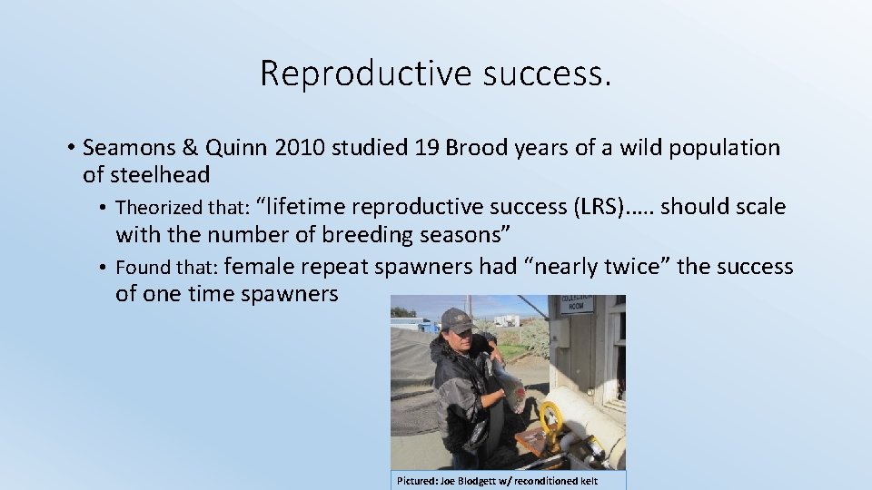 Reproductive success. • Seamons & Quinn 2010 studied 19 Brood years of a wild