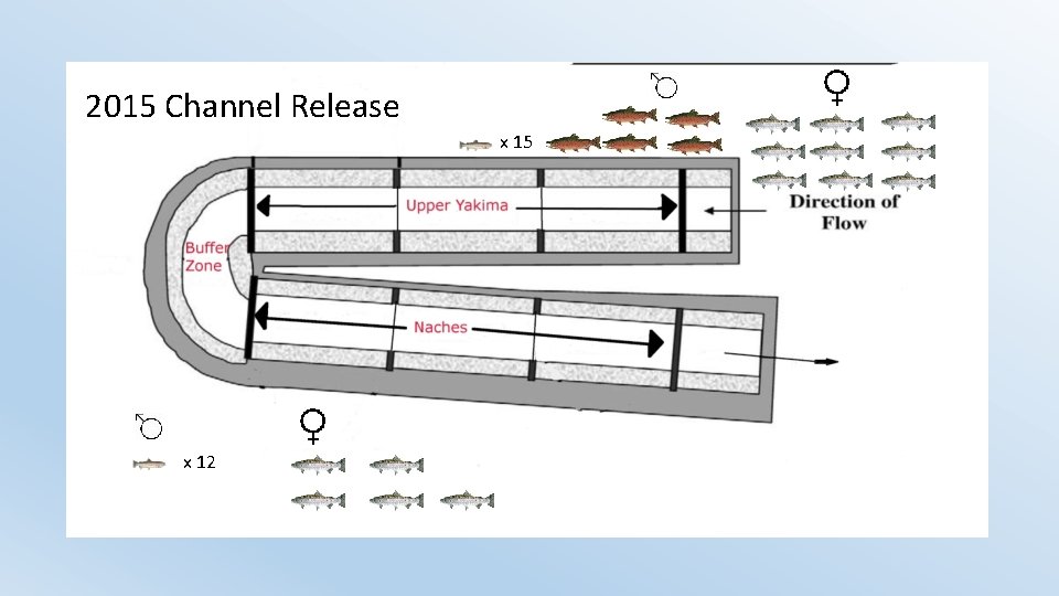 2015 Channel Release x 15 x 12 