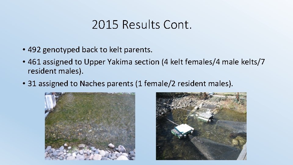 2015 Results Cont. • 492 genotyped back to kelt parents. • 461 assigned to