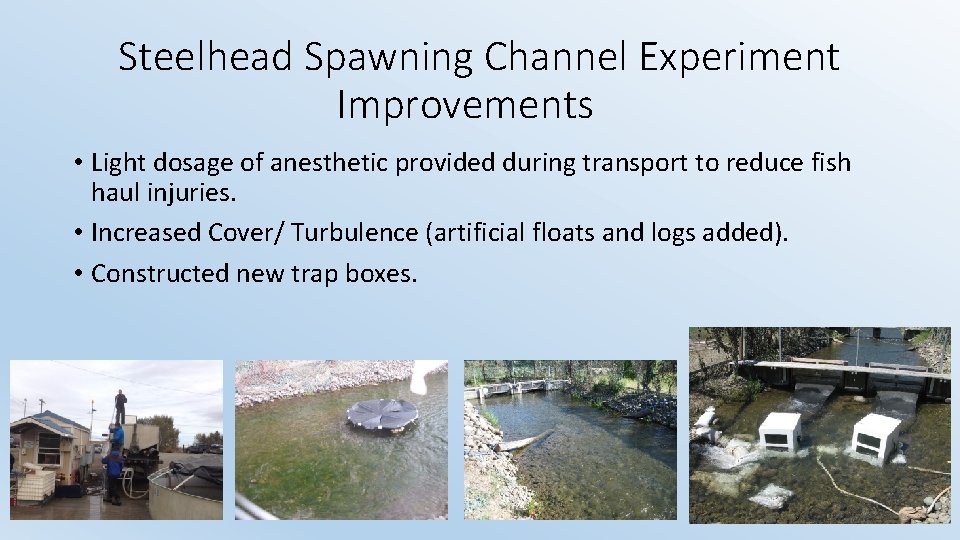 Steelhead Spawning Channel Experiment Improvements • Light dosage of anesthetic provided during transport to