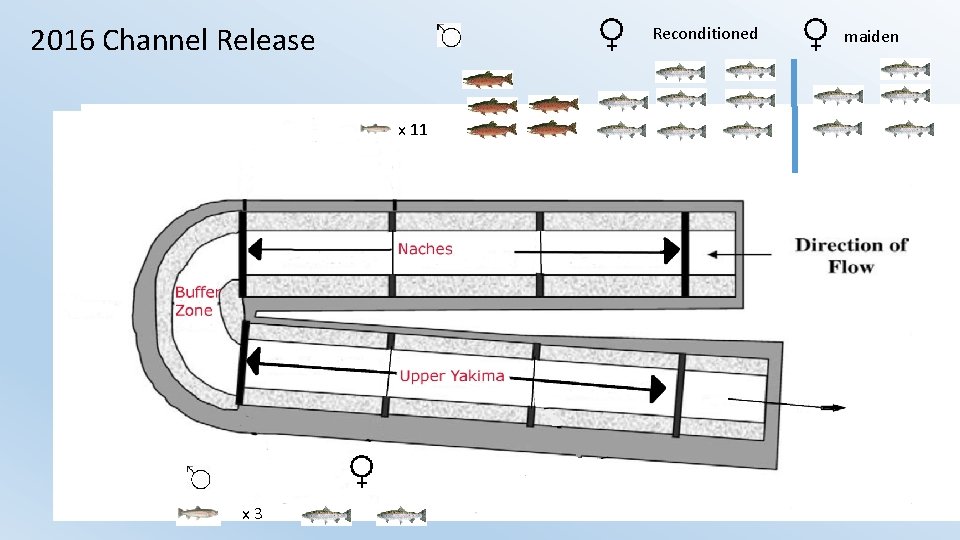 2016 Channel Release Reconditioned x 11 x 3 maiden 