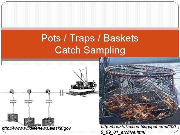 Pots / Traps / Baskets Catch Sampling http: //www. wildlifenews. alaska. gov http: //coastalvoices.