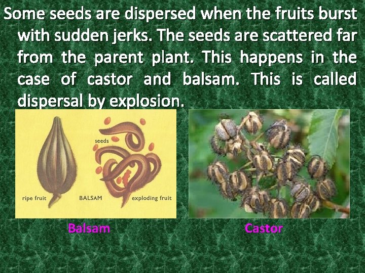 Reproduction In Plants Modes Of Reproduction To Produce