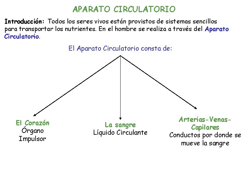 APARATO CIRCULATORIO Introducción: Todos los seres vivos están provistos de sistemas sencillos para transportar