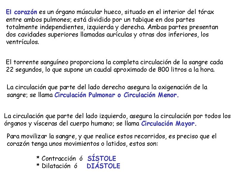 El corazón es un órgano múscular hueco, situado en el interior del tórax entre