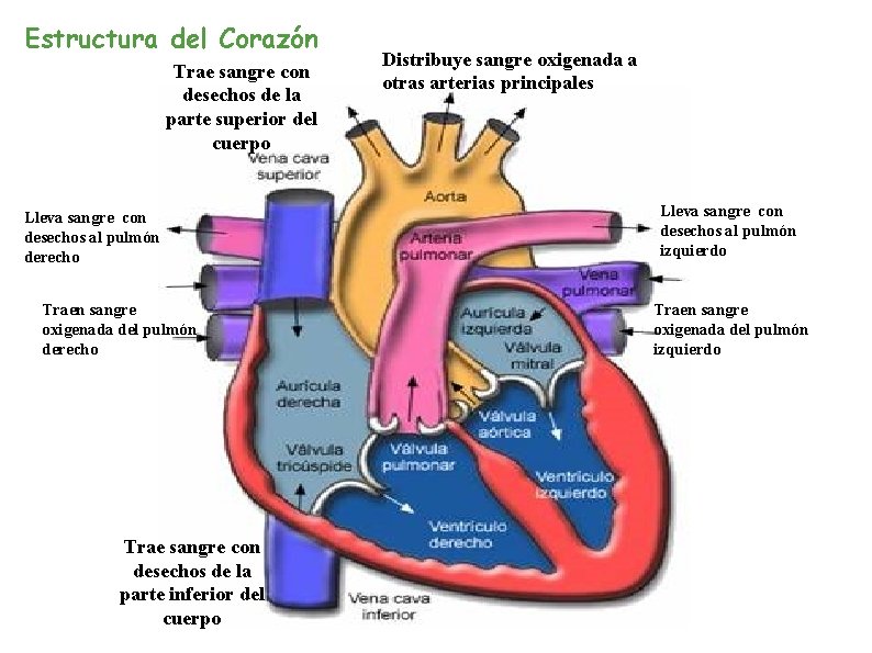 Estructura del Corazón Trae sangre con desechos de la parte superior del cuerpo Lleva