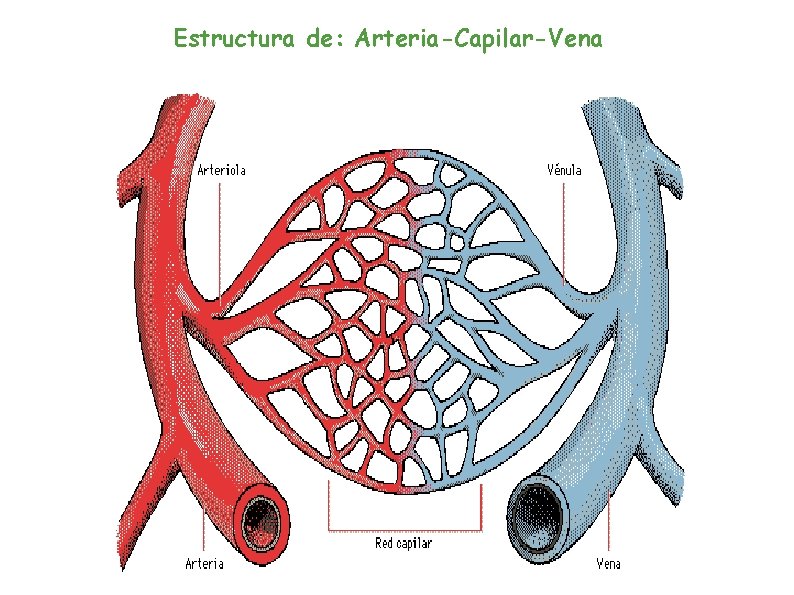 Estructura de: Arteria-Capilar-Vena 