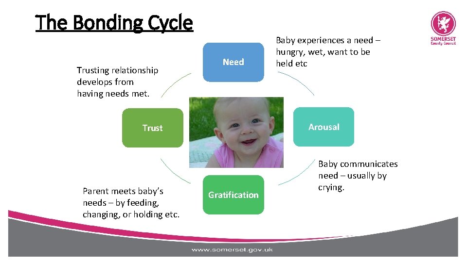 The Bonding Cycle Trusting relationship develops from having needs met. Need Arousal Trust Parent