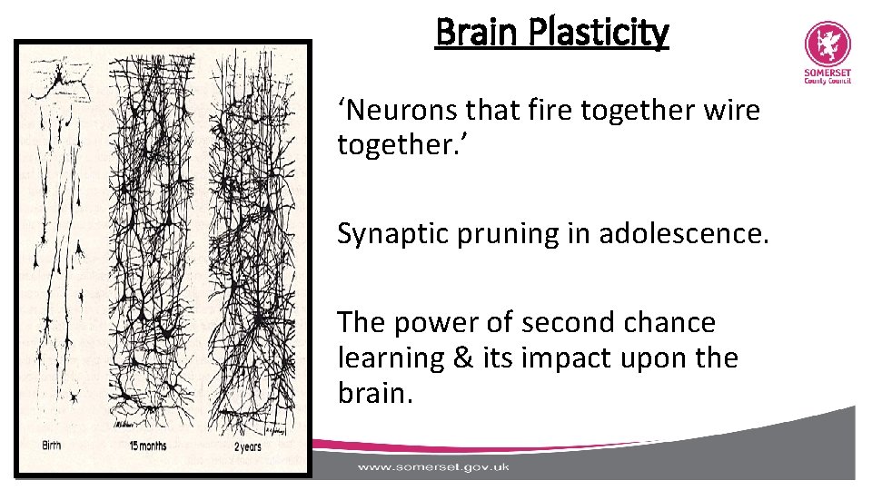 Brain Plasticity ‘Neurons that fire together wire together. ’ Synaptic pruning in adolescence. The