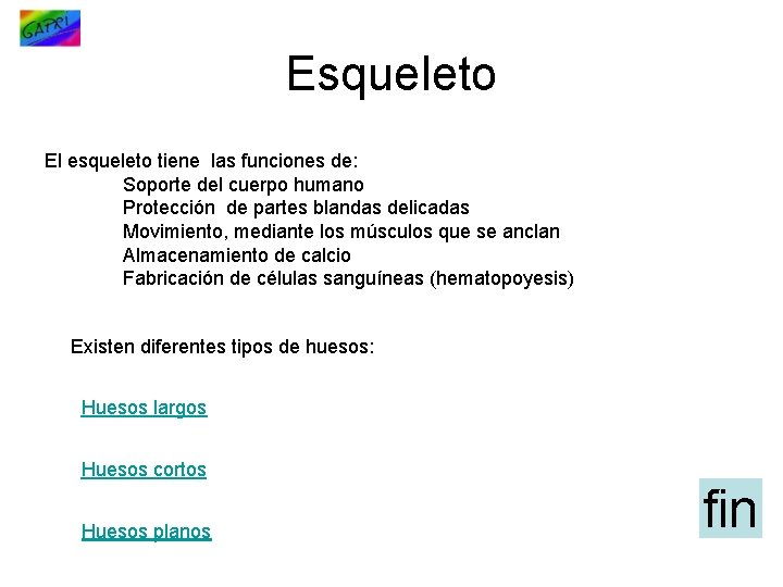 Esqueleto El esqueleto tiene las funciones de: Soporte del cuerpo humano Protección de partes