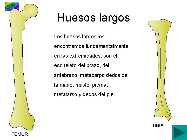 Huesos largos Los huesos largos los encontramos fundamentalmente en las extremidades; son el esqueleto