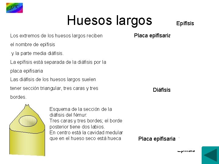 Huesos largos Los extremos de los huesos largos reciben Epífisis Placa epifisaria el nombre