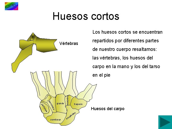 Huesos cortos Los huesos cortos se encuentran Vértebras repartidos por diferentes partes de nuestro