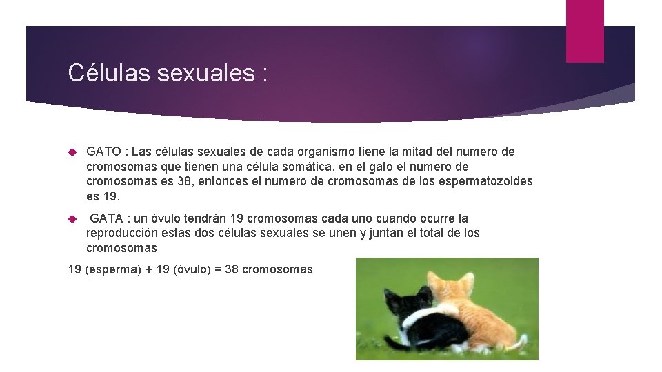 Células sexuales : GATO : Las células sexuales de cada organismo tiene la mitad